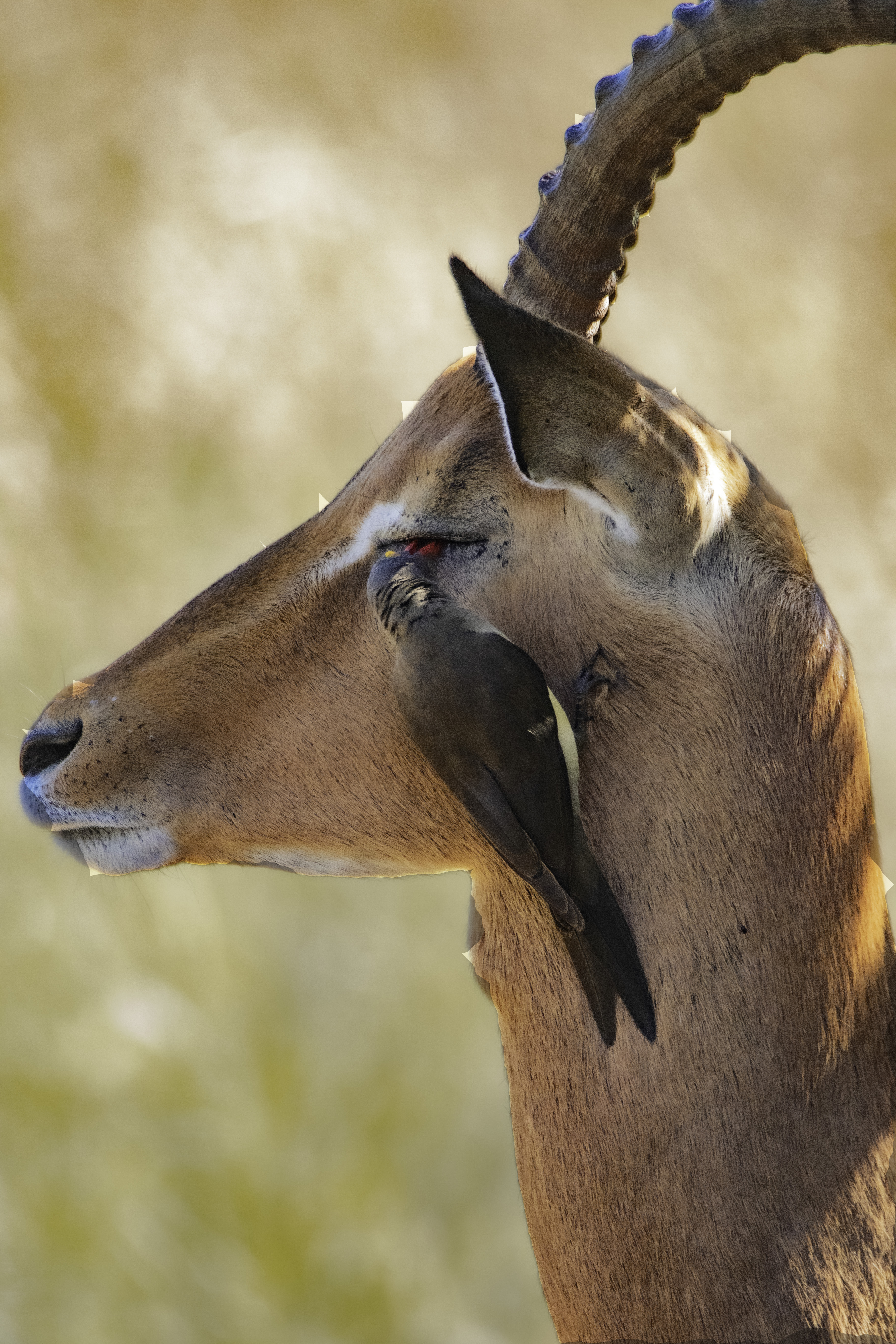 impala nwm